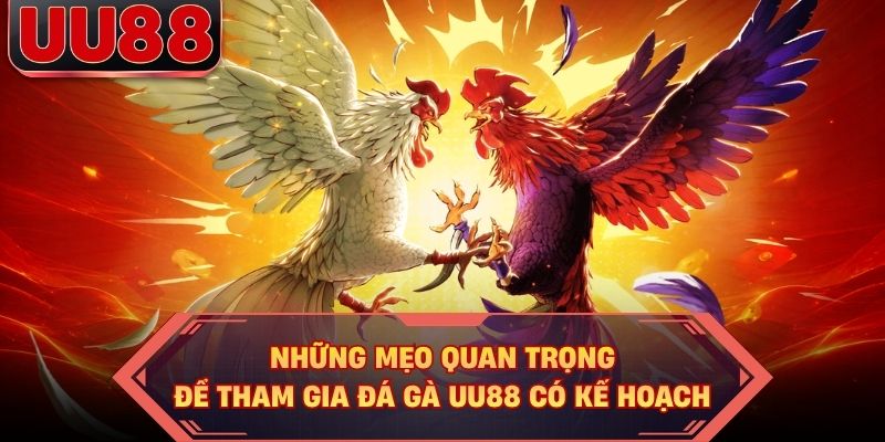 Những mẹo quan trọng để tham gia đá gà UU88 có kế hoạch Những mẹo quan trọng để tham gia đá gà UU88 có kế hoạch